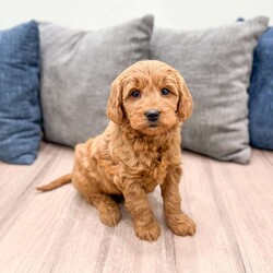Remi/Mini Goldendoodle									Puppy/Female	/8 Weeks,Meet Remi! This sweet and adorable Mini Goldendoodle is looking for a forever family!