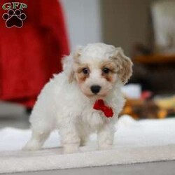 Miles/Bichon Frise									Puppy/Male	/7 Weeks,Hi, I’m Miles! I’m a very cute little Bichon puppy with the softest, fluffiest white coat and the happiest little wiggle you’ve ever seen. I love to bounce around and play, chasing toys and making everyone laugh with my silly puppy antics. When I’m not exploring or showing off how adorable I am, I’m happiest cuddled up close, soaking up all the love and giving sweet little puppy kisses. I have a bright, cheerful personality and a heart full of affection, and I can’t wait to be someone’s best friend forever!