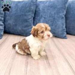 Harry/Havanese									Puppy/Female	/8 Weeks,Hello there!  I’m Harry a beautiful Havanese puppy! These puppies have a Mom that weighs around 11 pounds and Dad weighs around 12 pounds! Harry is the perfect addition to any family. Don’t miss the opportunity to bring home this delightful Havanese puppy! I’m well socialized with children and ready to fit into your family! I would love to fill your home with all of my  puppy love! I have been vet checked, microchipped and I am up to date on vaccinations and dewormings and will come with a one year genetic health guarantee. Call or text anytime to make me the newest addition to your family and get ready to spend a lifetime of tail wagging fun!