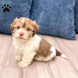 Harry/Havanese									Puppy/Female	/8 Weeks,Hello there!  I’m Harry a beautiful Havanese puppy! These puppies have a Mom that weighs around 11 pounds and Dad weighs around 12 pounds! Harry is the perfect addition to any family. Don’t miss the opportunity to bring home this delightful Havanese puppy! I’m well socialized with children and ready to fit into your family! I would love to fill your home with all of my  puppy love! I have been vet checked, microchipped and I am up to date on vaccinations and dewormings and will come with a one year genetic health guarantee. Call or text anytime to make me the newest addition to your family and get ready to spend a lifetime of tail wagging fun!