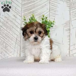 Kiwi/Teddy Bear									Puppy/Female	/December 30th, 2025,Kiwi is tiny, sweet, and packed with personality. Shichons are known for their affectionate hearts and playful streak, and she brings both in full force. She’s the type to follow you everywhere, supervise your daily tasks, and then demand belly rubs as payment. Soft, fluffy, and full of sparkle — Kiwi is equal parts cuddle bug and little comedian.