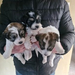 Jack russell bichon frise pups/Jack Russell/Female/Sex: Mixed Litter,Beautiful teddy faced babies well used to cats and humans. Ready to go shortly eating solids well. Mother is in pictures