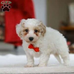 Miles/Bichon Frise									Puppy/Male	/7 Weeks,Hi, I’m Miles! I’m a very cute little Bichon puppy with the softest, fluffiest white coat and the happiest little wiggle you’ve ever seen. I love to bounce around and play, chasing toys and making everyone laugh with my silly puppy antics. When I’m not exploring or showing off how adorable I am, I’m happiest cuddled up close, soaking up all the love and giving sweet little puppy kisses. I have a bright, cheerful personality and a heart full of affection, and I can’t wait to be someone’s best friend forever!