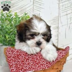 Kai/Teddy Bear									Puppy/Male	/December 30th, 2025,Kai may be small, but his confidence says otherwise. Shichons are bold little bundles of personality, and he wears it proudly. He’s playful, affectionate, and always ready to be involved in whatever you’re doing (yes, even folding laundry). With his fluffy coat and happy-go-lucky attitude, Kai brings energy, laughter, and nonstop tail wags wherever he goes.