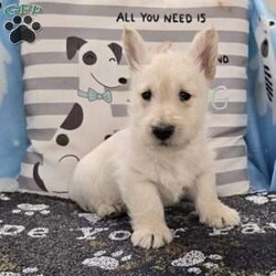 Vincent/Scottish Terrier									Puppy/Male	/December 17th, 2025,Meet Vincent a spunky little Scottish Terrier, AKC Reg. , Microchipped,  vet checked and shots are up to date.  health tested parents.  