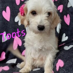 Champ/Toy Poodle Mix									Puppy/Male	/8 Weeks,Meet sweet lil Champ!! Family raised with love well socialized with children and adults caring heart who will always be there comforting you with lots of love! We have 3 children so our fur-babies get lots of attention/Snuggles!!!! If you want to meet, contact Susan to schedule a visit im a at home mom so im pretty available! You would get along vet certificate, microchip numbers, health records, warranty that’s good for up to 1 year and a lil baggy food!! 