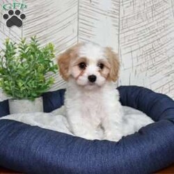 Giselle/Cavachon									Puppy/Female	/December 24th, 2025,Graceful, glamorous, and just a little bit dramatic (in the cutest way possible), Giselle has that classic Cavachon sweetness mixed with playful charm. She adores being the center of attention and carries herself like the princess of the living room. Expect soft curls, soulful eyes, and a heart that’s pure gold. She’s affectionate, eager to please, and always ready for her close-up.