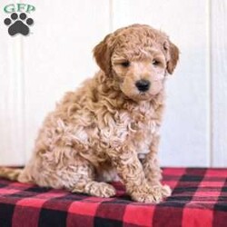 Buddy/Mini Goldendoodle									Puppy/Male	/December 21st, 2025,Say hello to a totally cute and lovable Mini Goldendoodle puppy named Buddy! He is friendly and playful. He has been raised in the house with regular playtime and socializing. His mother is on the premises for you to see and meet. He comes with a vet check, shots, dewormer and a health guarantee. If you think Buddy would make the perfect new bestie for you, call us now! We would love to answer any questions you may have! 