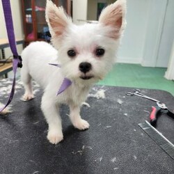 Cyrus/Yorkie									Puppy/Male	/16 Weeks,Cyrus is a handsome white and tan boy with lots of personality very playful and loving will definitely steal your heart out your chest and fill your home with warmth