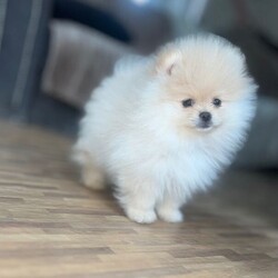  Tiny cream Cutie boy pure Pomeranians /Pomeranian/Female/Sex: Male,These handsome pure breed tiny boys was born on the 6th of January with a whelper on hand @CutieK9’s. there growth has been watched by many on TikTok live. 