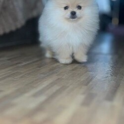  Tiny cream Cutie boy pure Pomeranians /Pomeranian/Female/Sex: Male,These handsome pure breed tiny boys was born on the 6th of January with a whelper on hand @CutieK9’s. there growth has been watched by many on TikTok live. 