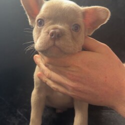 French bulldogs/French Bulldog/Female/Sex: Mixed Litter,We have a mixed litter of fluffy and non fluffy French bulldogs male and female available. 