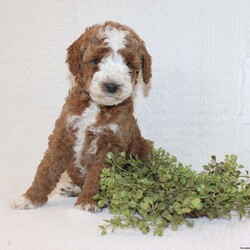 Andy/Miniature Poodle									Puppy/Male	/7 Weeks,Take a look at our adorable Miniature Poodle puppies! The mother, May, and father are also both Miniature Poodles. Each of these sweet puppies will come up-to-date on shots and dewormer and will be vet checked. Our puppies will also be AKC registered and will come with a 30-day Health Guarantee! To learn more about our puppies, contact us today!