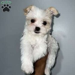 Cyrus/Yorkie									Puppy/Male	/16 Weeks,Cyrus is a handsome white and tan boy with lots of personality very playful and loving will definitely steal your heart out your chest and fill your home with warmth