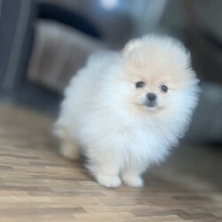  Tiny cream Cutie boy pure Pomeranians /Pomeranian/Female/Sex: Male,These handsome pure breed tiny boys was born on the 6th of January with a whelper on hand @CutieK9’s. there growth has been watched by many on TikTok live. 