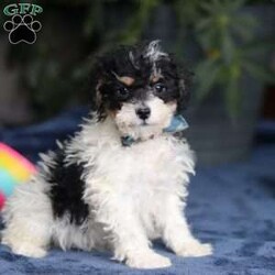 Ricky/Saint Berdoodle									Puppy/Male	/14 Weeks,Meet Ricky, a very cute F1B Miniature Saint Bernedoodle boy with the sweetest personality and the most irresistible fluffy coat! This handsome little guy is full of charm, curiosity, and playful energy, always ready to explore his surroundings or cuddle up right by your side. Ricky has a gentle, loving nature and a happy tail that never seems to stop wagging. He’s smart, affectionate, and eager to please, making him a wonderful companion for families of all ages. Whether he’s romping around during playtime or snuggling in for a cozy nap, Ricky is sure to fill your home with laughter, love, and puppy kisses.