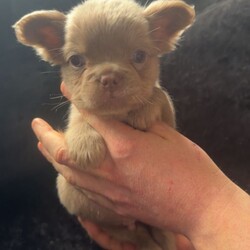 French bulldogs/French Bulldog/Female/Sex: Mixed Litter,We have a mixed litter of fluffy and non fluffy French bulldogs male and female available. 