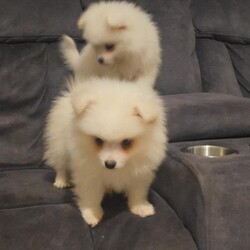 Pomeranian puppies /Pomeranian/Female/Sex: Male,We have 3  beautiful male  Pomeranian puppy’s   complete sweethearts