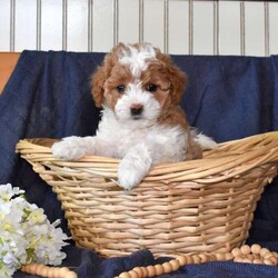 Max/Maltipoo									Puppy/Male	/8 Weeks,Meet your new BFF, Max! This super cute Maltipoo puppy is vet checked & up to date on shots & wormer, plus comes with a health guarantee provided by the breeder! Max is well socialized & currently being family raised with children!