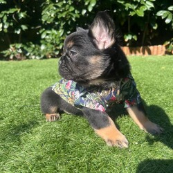 Frenchie ready now/French Bulldog/Female/Sex: Male,Hiya we have one beautiful black and tan fluffy frenchie from a litre of 5.