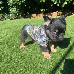 Frenchie ready now/French Bulldog/Female/Sex: Male,Hiya we have one beautiful black and tan fluffy frenchie from a litre of 5.