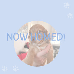 Cocker Spaniel pups, mam and dad KC reg/Cocker Spaniel/Female/Sex: Mixed Litter,My beautiful girl has had a lovely litter of 7 Cocker Spaniel puppies, with only 2 girls left now to be homed.