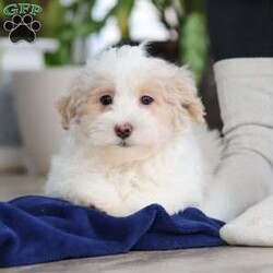 Ace/Maltipoo									Puppy/Male	/14 Weeks,Hi, I’m Ace— a darling little Maltipoo with a heart full of love and a playful sparkle in my eyes! My soft, fluffy coat and happy little wiggle make it hard not to smile when you see me. I love playing with my toys, exploring new places, and curling up for cozy snuggles when it’s time to rest. Whether I’m bouncing around or nestled in your arms, I’m always ready to fill your days with joy, laughter, and sweet puppy kisses!
