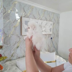 Xxs pomeranian pupies/Pomeranian/Female/Sex: Female,My little princess  give birth  to 2 stunning tedy face xxs pomerian puppies. They are pure breed both mum and dad is our family pets dad is originally Russian. They are very playful double coated very good with small children, wormd and fleece. 