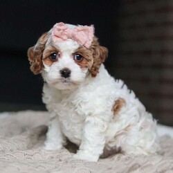 Daisy/Cockapoo									Puppy/Female	/11 Weeks,Meet the most darling F1B Cockapoo named Daisy! This girl is the definition of sweet and lovable—always ready to greet people with tail wags and snuggles. She has a playful side too, especially when there’s a toy involved or a new spot to explore. With her soft, wavy coat and warm eyes, she knows exactly how to melt hearts. Whether it’s joining in on adventures or curling up for a cozy nap, this little one may just be the perfect little sidekick for your family!