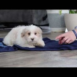 Ace/Maltipoo									Puppy/Male	/14 Weeks,Hi, I’m Ace— a darling little Maltipoo with a heart full of love and a playful sparkle in my eyes! My soft, fluffy coat and happy little wiggle make it hard not to smile when you see me. I love playing with my toys, exploring new places, and curling up for cozy snuggles when it’s time to rest. Whether I’m bouncing around or nestled in your arms, I’m always ready to fill your days with joy, laughter, and sweet puppy kisses!