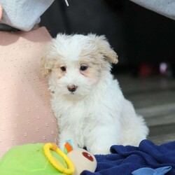 Ace/Maltipoo									Puppy/Male	/14 Weeks,Hi, I’m Ace— a darling little Maltipoo with a heart full of love and a playful sparkle in my eyes! My soft, fluffy coat and happy little wiggle make it hard not to smile when you see me. I love playing with my toys, exploring new places, and curling up for cozy snuggles when it’s time to rest. Whether I’m bouncing around or nestled in your arms, I’m always ready to fill your days with joy, laughter, and sweet puppy kisses!