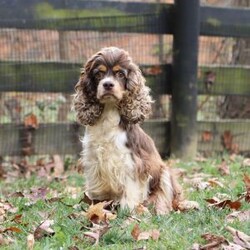 Emmett/Cockapoo									Puppy/Male	/11 Weeks,Introducing an adorable F1 Cockapoo named Emmett! This boy is the definition of sweet and lovable—always ready to greet people with tail wags and snuggles. He has a playful side too, especially when there’s a toy involved or a new spot to explore. With his soft, wavy coat and warm eyes, he knows exactly how to melt hearts. Whether it’s joining in on adventures or curling up for a cozy nap, this little one may just be the perfect little sidekick for your family!