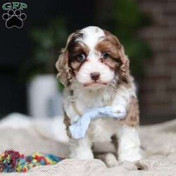 Emmett/Cockapoo									Puppy/Male	/11 Weeks,Introducing an adorable F1 Cockapoo named Emmett! This boy is the definition of sweet and lovable—always ready to greet people with tail wags and snuggles. He has a playful side too, especially when there’s a toy involved or a new spot to explore. With his soft, wavy coat and warm eyes, he knows exactly how to melt hearts. Whether it’s joining in on adventures or curling up for a cozy nap, this little one may just be the perfect little sidekick for your family!