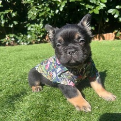 Frenchie ready now/French Bulldog/Female/Sex: Male,Hiya we have one beautiful black and tan fluffy frenchie from a litre of 5.