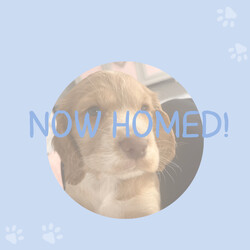 Cocker Spaniel pups, mam and dad KC reg/Cocker Spaniel/Female/Sex: Mixed Litter,My beautiful girl has had a lovely litter of 7 Cocker Spaniel puppies, with only 2 girls left now to be homed.