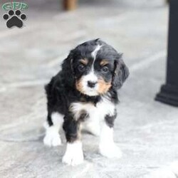 Brody/Cavapoo									Puppy/Male	/February 10th, 2026,Brody is doing Fabulous, Very playful, Socialized and ready for his forever home, Call, Text or Email to schedule a meet, You can schedule a meeting here at our home or Virtually via Facetime or Google meet.