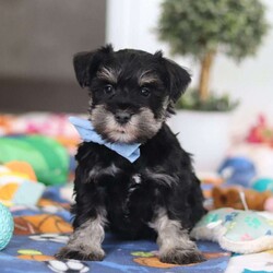 Dylan/Miniature Schnauzer									Puppy/Male	/10 Weeks