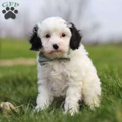 Mason/Cavapoo									Puppy/Male	/7 Weeks,Hi, I’m Mason! I’m a tiny bundle full of love and curiosity. I’m a F1 Cavapoo with the sweetest little face and the softest coat—perfect for cozy snuggles by the fireplace. I’m full of energy but gentle at heart, and I love spreading joy wherever I go. Every little adventure feels like a celebration to me! With my loving personality, I’m sure to brighten any home. I’m eager to learn, I love being around people, and I’ll quickly become your loyal best friend who fits right into your heart and home.
