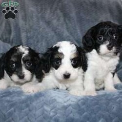 Abby/Cavapoo									Puppy/Female	/7 Weeks,Say hello to this adorable Cavapoo puppy! The mother’s name is Willow and the father’s name is Ace. Each puppy comes up to date on shots and dewormer, and is also vet checked. They also each come with a 30-day health guarantee. To learn more about our puppies, contact us today!