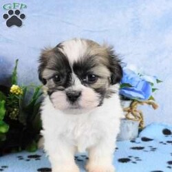 Bruiser/Shih Tzu									Puppy/Male	/10 Weeks,Meet Bruiser! This adorable Shih Tzu puppy is vet checked & up to date on shots & wormer. He can be registered with the ACA, plus comes with a health guarantee provided by the breeder! Bruiser is well socialized & currently being family raised with children, making him a perfect addition to your family home!