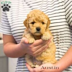 Austin/Mini Goldendoodle									Puppy/Male	/8 Weeks,Hello, my name is Austin, and i’m an adorable little mini golden doodle! I’m playful and sweet! I love to snuggle and give kisses! Me and my siblings love to spend time playing and napping in the living room! I will be ready for my new and loving home April 2 and I will be up to date with deworming and my first shot! I come with record of this, a sample of food, a security blanket, and a toy! Will you adopt me?