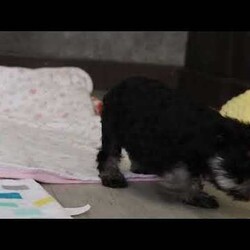 Dylan/Miniature Schnauzer									Puppy/Male	/10 Weeks,Meet Dylan—the little AKC Miniature Schnauzer with a big personality and an even bigger heart! This handsome Schnauzer is full of charm, from his expressive eyes to that classic look everyone loves.