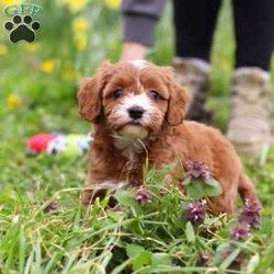 Mickey/Cavapoo									Puppy/Male	/7 Weeks,Introducing Mickey, a sweet little Cavapoo who is as lovable as they come! This darling boy is always ready to greet everyone with happy tail wags and cozy snuggles. He has a playful side too—especially when there’s a toy to chase or a new place to explore. With his soft, wavy coat and warm, expressive eyes, Mickey has a way of melting hearts wherever he goes. Whether he’s tagging along on little adventures or curling up for a peaceful nap, he’s the perfect tiny companion to bring love and joy into your home.