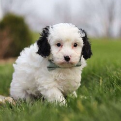Mason/Cavapoo									Puppy/Male	/7 Weeks,Hi, I’m Mason! I’m a tiny bundle full of love and curiosity. I’m a F1 Cavapoo with the sweetest little face and the softest coat—perfect for cozy snuggles by the fireplace. I’m full of energy but gentle at heart, and I love spreading joy wherever I go. Every little adventure feels like a celebration to me! With my loving personality, I’m sure to brighten any home. I’m eager to learn, I love being around people, and I’ll quickly become your loyal best friend who fits right into your heart and home.