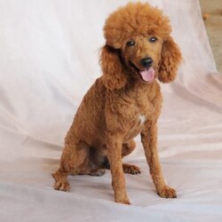 Daffodil/Miniature Poodle									Puppy/Male	/February 3rd, 2026,Meet Daffodil and AKC registered mini poodle. Spring is a wonderful time to add a fluffy little friend to your family. Daffodil is a calm cuddly puppy. He is microchipped, up to date on wormer, flea and tick control. Vaccinated and checked by our veterinarian. He is also family raised in our home. Your new puppy comes with a leash, collar, and a starter baggie of puppy food. Call us today to take home your new best friend.