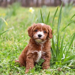 Mickey/Cavapoo									Puppy/Male	/7 Weeks