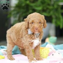 Benny/Mini Goldendoodle									Puppy/Male	/6 Weeks,Introducing Benny, an adorable Mini Goldendoodle puppy—full of personality and ready to melt your heart! He’s the perfect blend of the Golden Retriever’s gentle nature and the Poodle’s intelligence. Goldendoodles are well known for their affectionate, loyal, and playful spirit, making them wonderful companions for families or individuals alike. Whether it’s romping in the yard, going for a walk, or curling up for a nap, he’ll be happiest just being by your side. These pups are also quick learners who thrive on love, attention, and plenty of interaction!