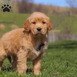 Ryder/Golden Retriever									Puppy/Male	/8 Weeks,Meet Ryder, an AKC Golden Retriever puppy with a friendly, easy going personality. He enjoys being around people, playing with toys, and spending time outdoors. He has been well cared for and is off to a great start, showing a willingness to learn and adapt to new environments. His calm, social nature makes him a good fit for families, individuals, or anyone looking for a dependable companion.