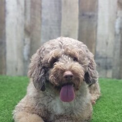 Benny/Mini Goldendoodle									Puppy/Male	/6 Weeks,Introducing Benny, an adorable Mini Goldendoodle puppy—full of personality and ready to melt your heart! He’s the perfect blend of the Golden Retriever’s gentle nature and the Poodle’s intelligence. Goldendoodles are well known for their affectionate, loyal, and playful spirit, making them wonderful companions for families or individuals alike. Whether it’s romping in the yard, going for a walk, or curling up for a nap, he’ll be happiest just being by your side. These pups are also quick learners who thrive on love, attention, and plenty of interaction!