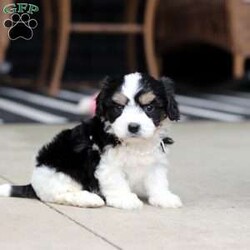 Queen/Cavachon									Puppy/Female	/6 Weeks,Say hello to Queen, our sweet little Cavachon girl! She’s got the softest coat and the most loving personality. Cavachons are a mix between a Cavalier King Charles Spaniel and a Bichon Frise, and they’re known for being super affectionate, gentle, and great with just about everyone.